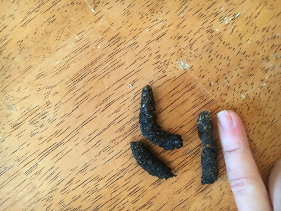 An easy way to detect hedgehogs by looking for poo! Suffolk